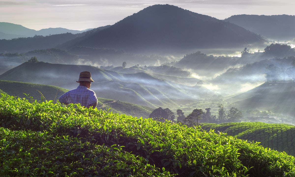 dia do trabalhador rural